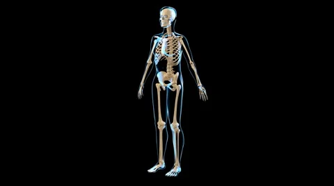 Female skeletal system Stock Footage