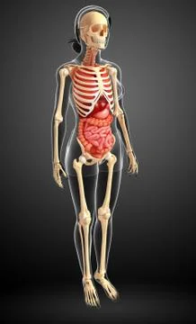 Female skeleton and digestive system Stock Illustration