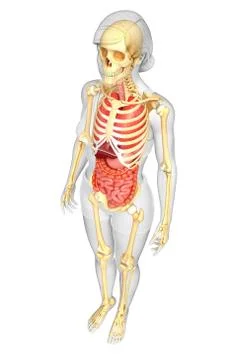 Female skeleton and digestive system Stock Illustration