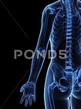 Female skeleton, artwork Stock Illustration