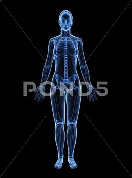 Female skeleton, artwork Stock Illustration