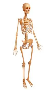 Female skeleton; artwork Stock Illustration