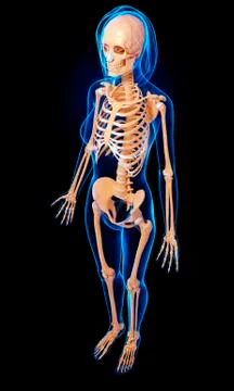 Female skeleton; artwork Stock Illustration