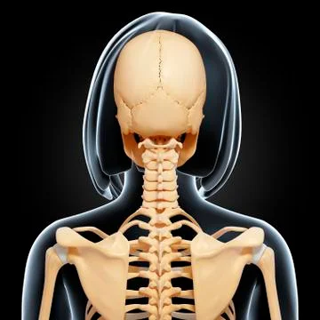 Female skeleton; artwork 스톡 일러스트