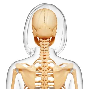 Female skeleton; artwork Stock Illustration