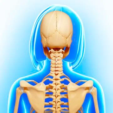 Female skeleton; artwork Stock Illustration