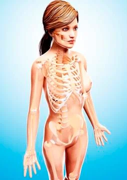 Female skeleton, artwork Stock Illustration