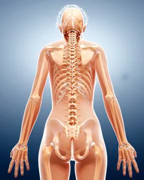 Female skeleton, artwork Stock Illustration
