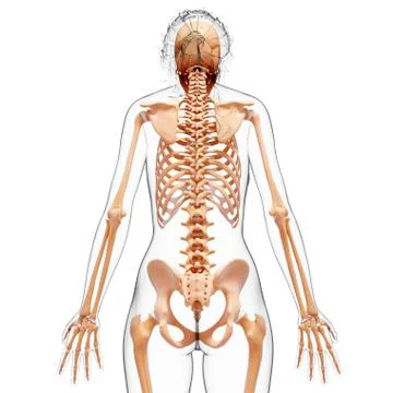 Female skeleton, artwork Illustrazione stock