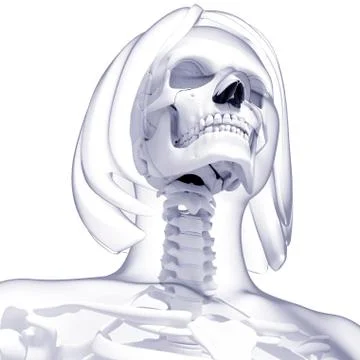 Female skeleton, artwork Stock Illustration
