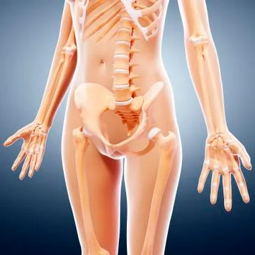 Female skeleton, artwork Stock Illustration