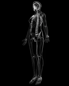 Female skeleton, artwork Stock Illustration