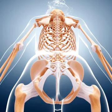 Female skeleton, artwork Stock Illustration