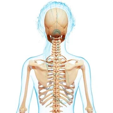 Female skeleton, artwork Illustrazione stock