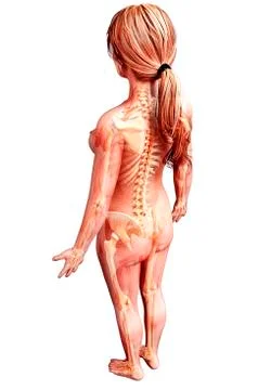 Female skeleton, artwork Stock Illustration