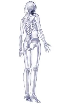 Female skeleton, artwork Stock Illustration