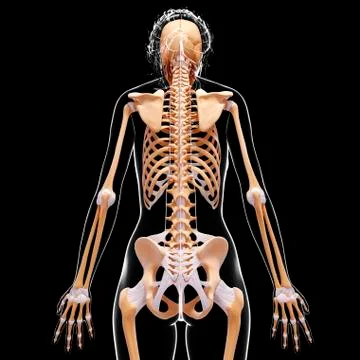 Female skeleton, artwork Stock Illustration