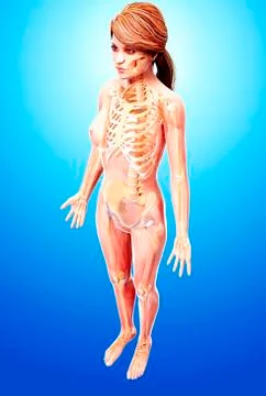 Female skeleton, artwork Stock Illustration