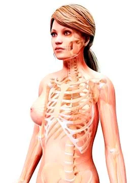 Female skeleton, artwork Stock Illustration