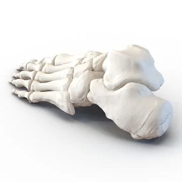 Female Skeleton Collection ~ 3D Model #96422760 | Pond5