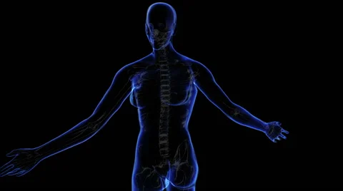 Female skeleton Vídeos de archivo 63208300