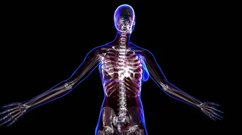 Female skeleton Vídeo Stock 63208336