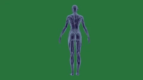 A female skeleton on green screen and 3d image of human body blue figure Stock Footage 335978136