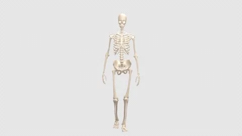 Female Skeleton Walk Front Alpha Video stock 332913369