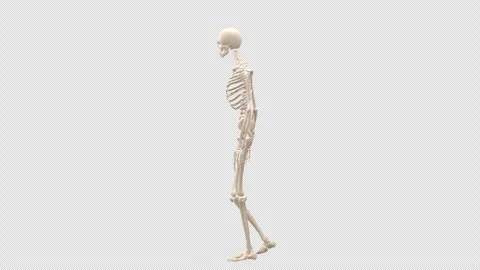 Female Skeleton Walk Side Alpha Stock Footage 332913740
