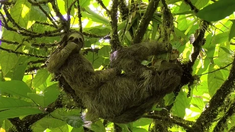 Female sloth with its baby stretching and eating on a branch Stock Footage