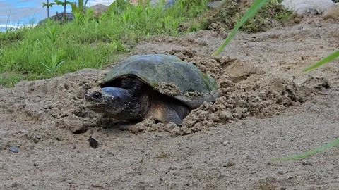 Female Snapping Turtle Laying Eggs on Freshwater Beach Video stock 277170951