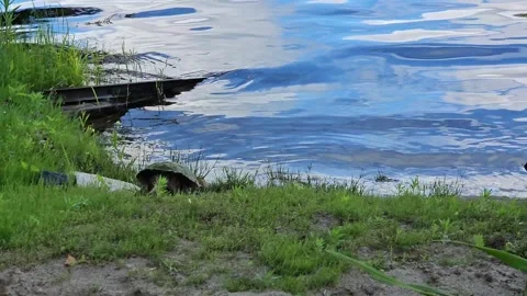 Female Snapping Turtle Moving from Beach to Lake after Laying Eggs Video stock 277170812