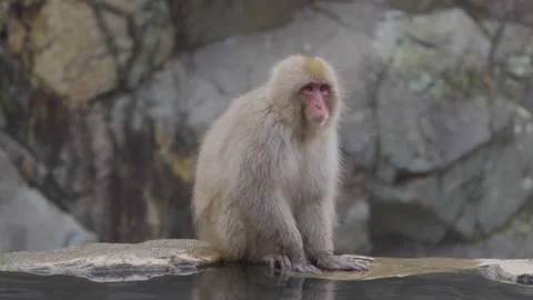 A female snow monkey sitting by the hot springs and looking around, Yamanouchi Stock Footage 321059479