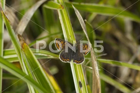Female Sooty Copper (Lycaena tityrus) butterfly sitting on a blade of grass Stock Photos