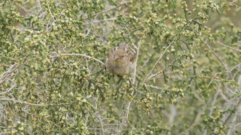 A female sparrow eats on bush Stock Footage 90224450