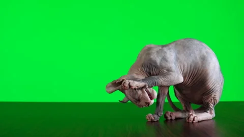 Female sphynx cat grooming itself against green background. Stock Footage 311190862