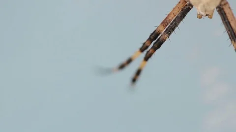 Female spider arhiope in the web. macro shooting Stock Footage 80059967