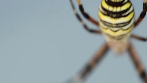 Female spider arhiope in the web. macro shooting Video stock 80059972