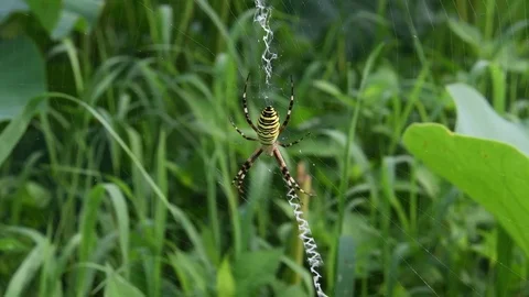 Female spider &amp; cobweb Stock Footage 83467875