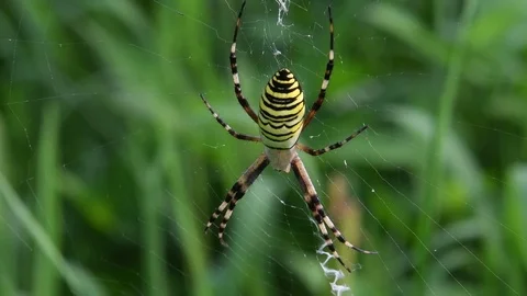Female spider &amp; cobweb Stock Footage 83467881