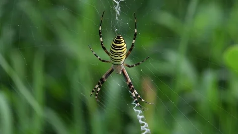 Female spider &amp; cobweb Stock Footage 83467893