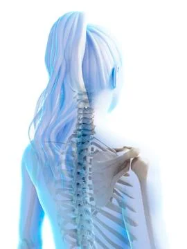 Female spine, artwork Stock Illustration