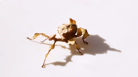Female Spiny Leaf Insect swaying Stock Footage 133990502