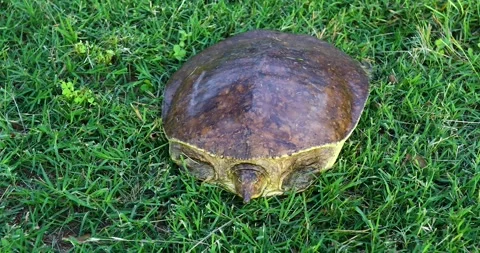 Female Spiny Softshell Apalone spinifera in grass.  Camera is static. Stock Footage 243176413