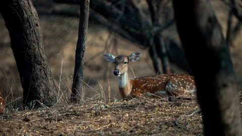 Female Spotted Deer (Axis axis) Vídeo Stock 278396894