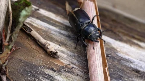 Female stag beetle crawling down a plant stem Stock Footage 338382779