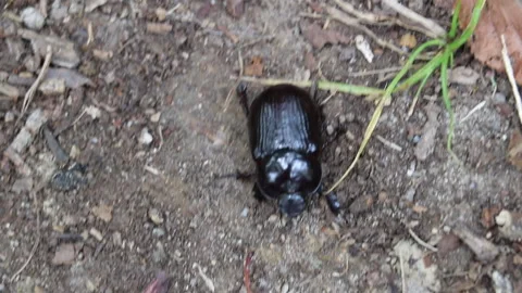 Female Stag Beetle Stock Footage 245732982