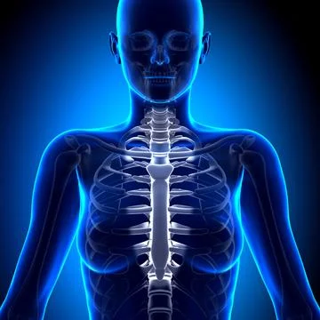 Female sternum - anatomy bones 스톡 일러스트