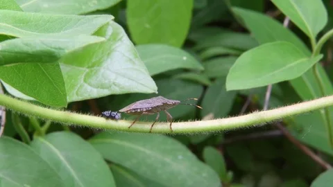 Female stink bug &amp; eggs Stock Footage 82785715