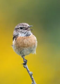 Female stonechat calling Stock Photos